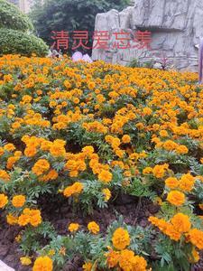 忘羡情7 忘羡情7